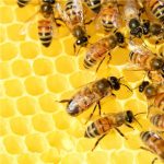 lo que los enjambres nos enseñan